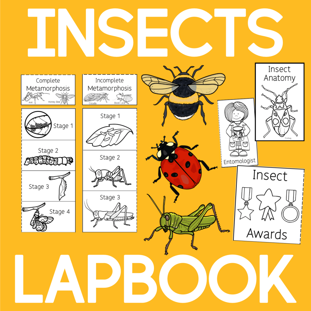 Insects Lapbook – The Tip-Top Printables Shop