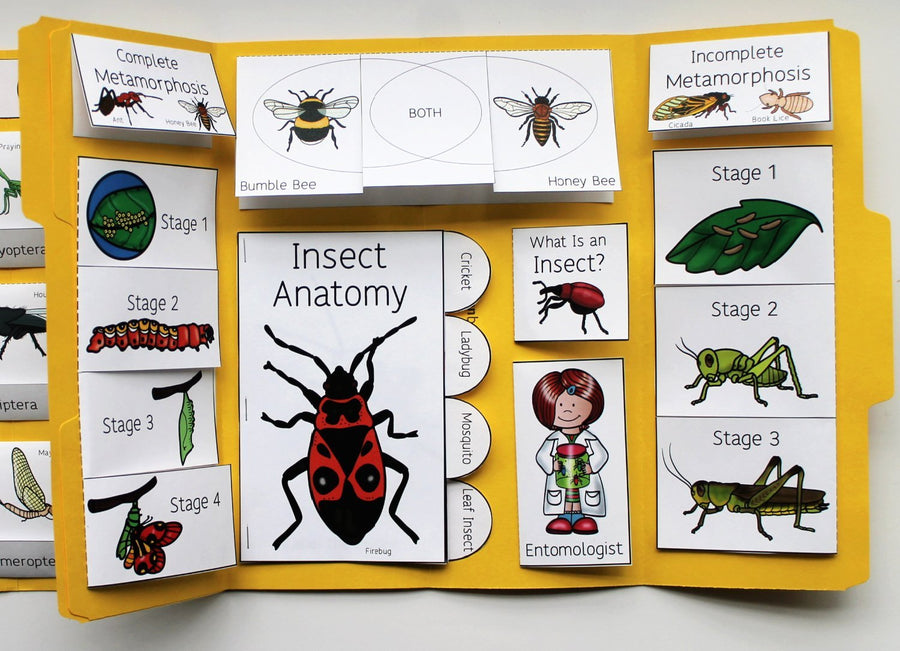 Insects Lapbook