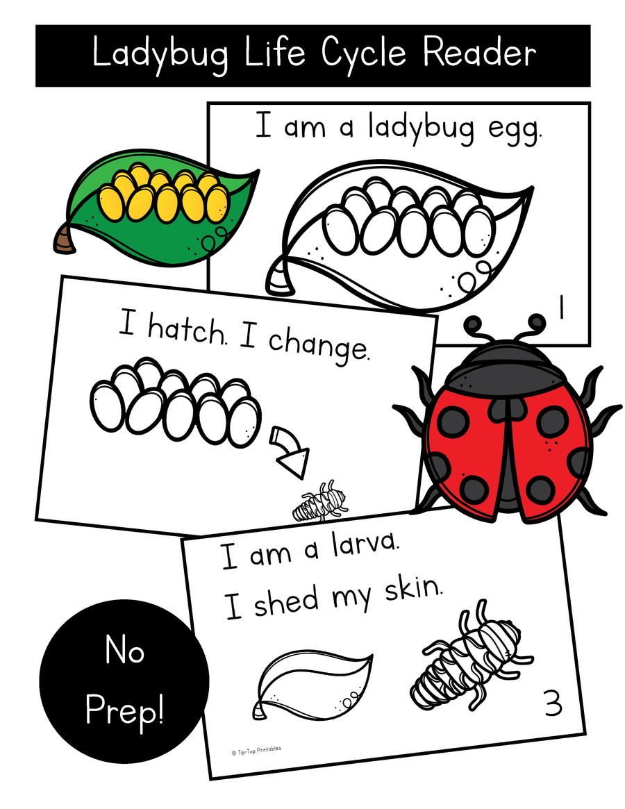 Ladybug Life Cycle Printable Book – The Tip-Top Printables Shop