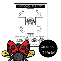 Ladybug Life Cycle Printable Book – The Tip-Top Printables Shop