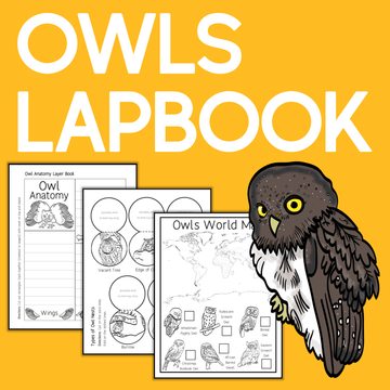 Owl Lapbook